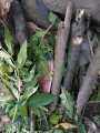 IMG-20221013-WA0017