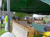 DSC02101-1