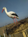 IMG-20230412-WA0026
