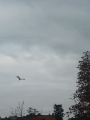 IMG-20241031-WA0031